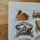Lithographie originale sur les crustacés