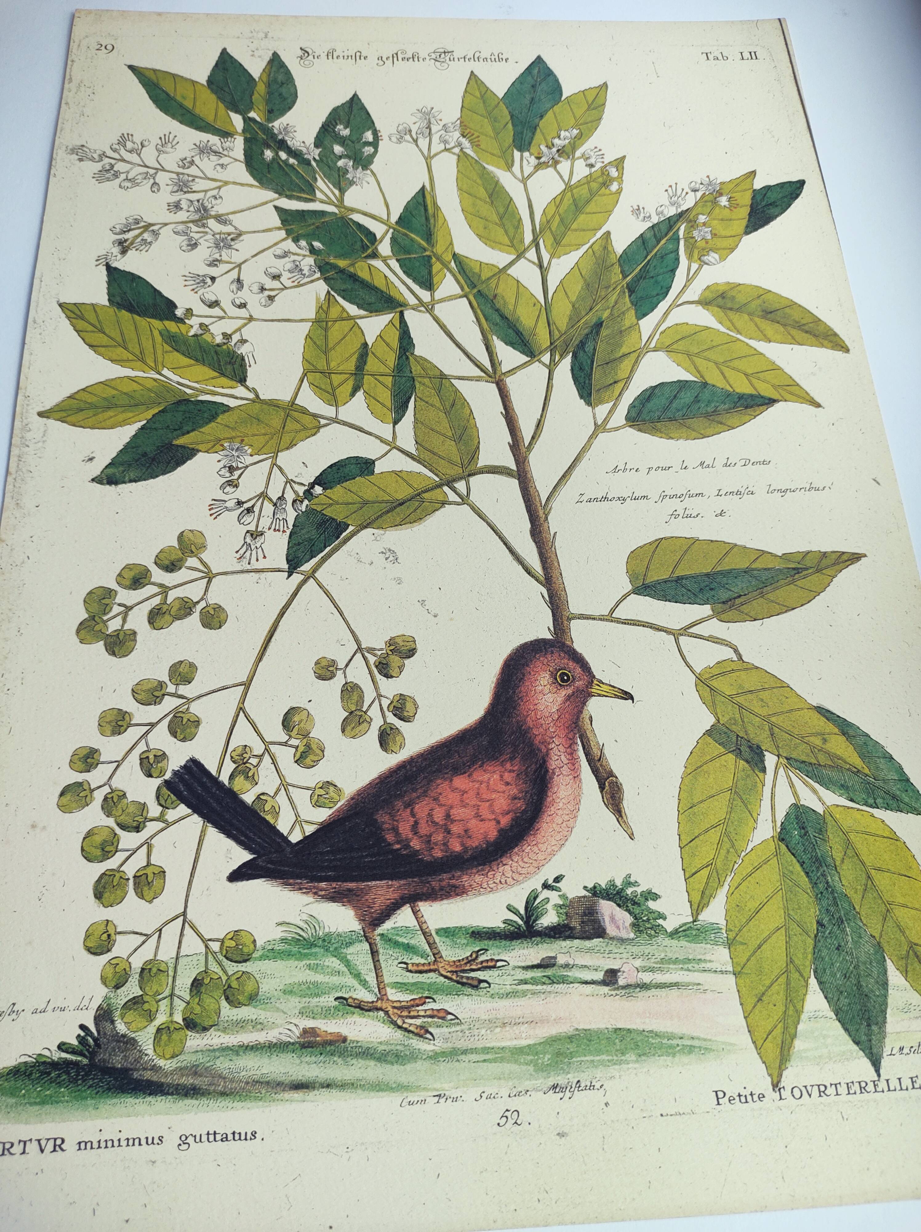 Antique bird engraving - Small Turtle Dove - Zoological plate by Seligmann