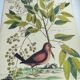 Antique bird engraving - Small Turtle Dove - Zoological plate by Seligmann