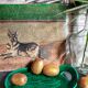 Free-form presentation dish Green Slurry 50s