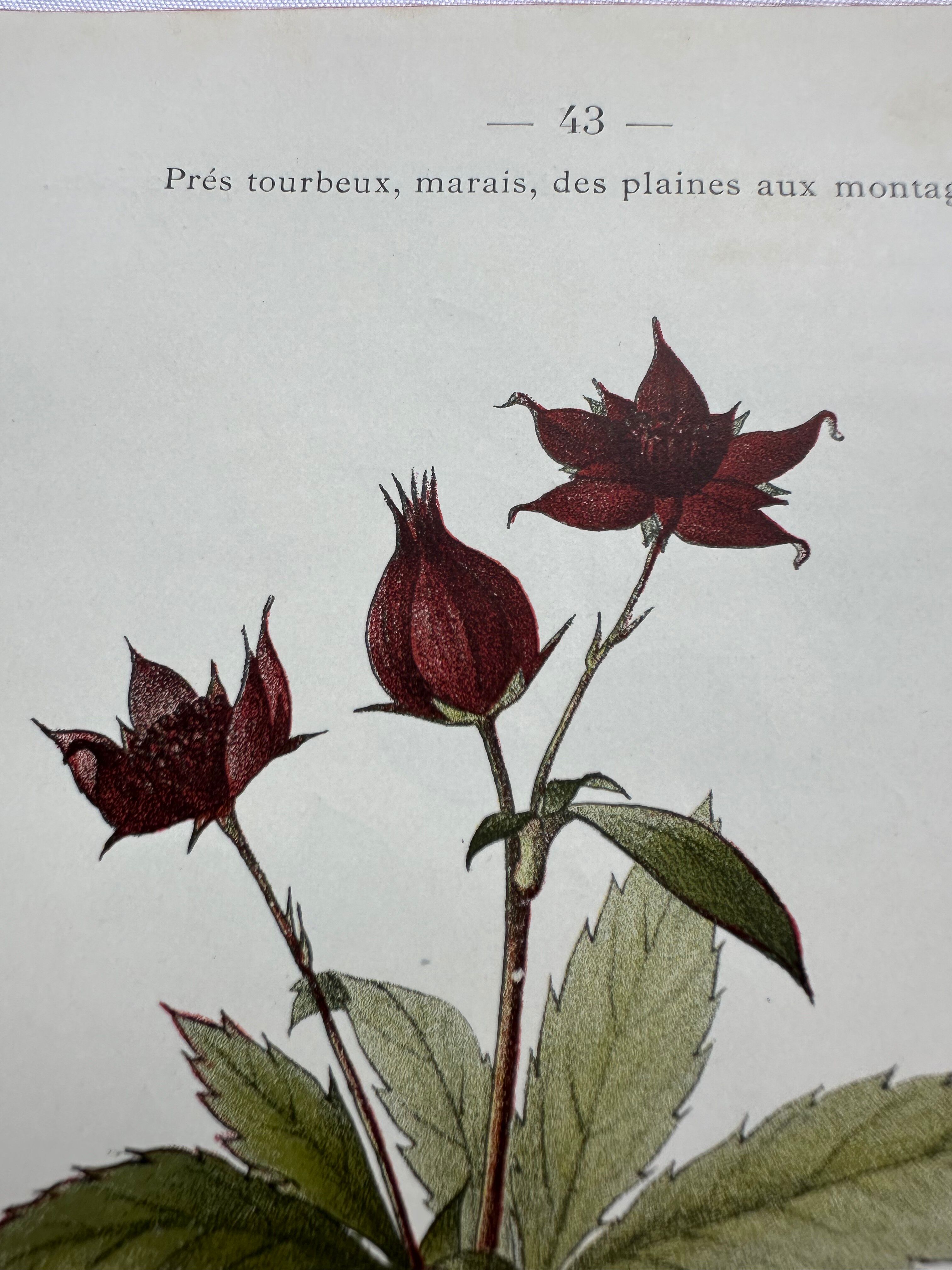 Botanical lithographic print, naturalistic, from the 1800s.
