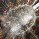 Collects crumbs flowery decoration Napoleon lll