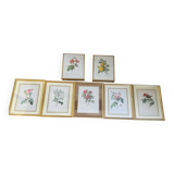 Lot of 7 pink botanical lithographs 1950