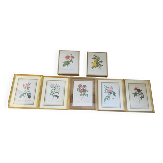 Lot of 7 pink botanical lithographs 1950