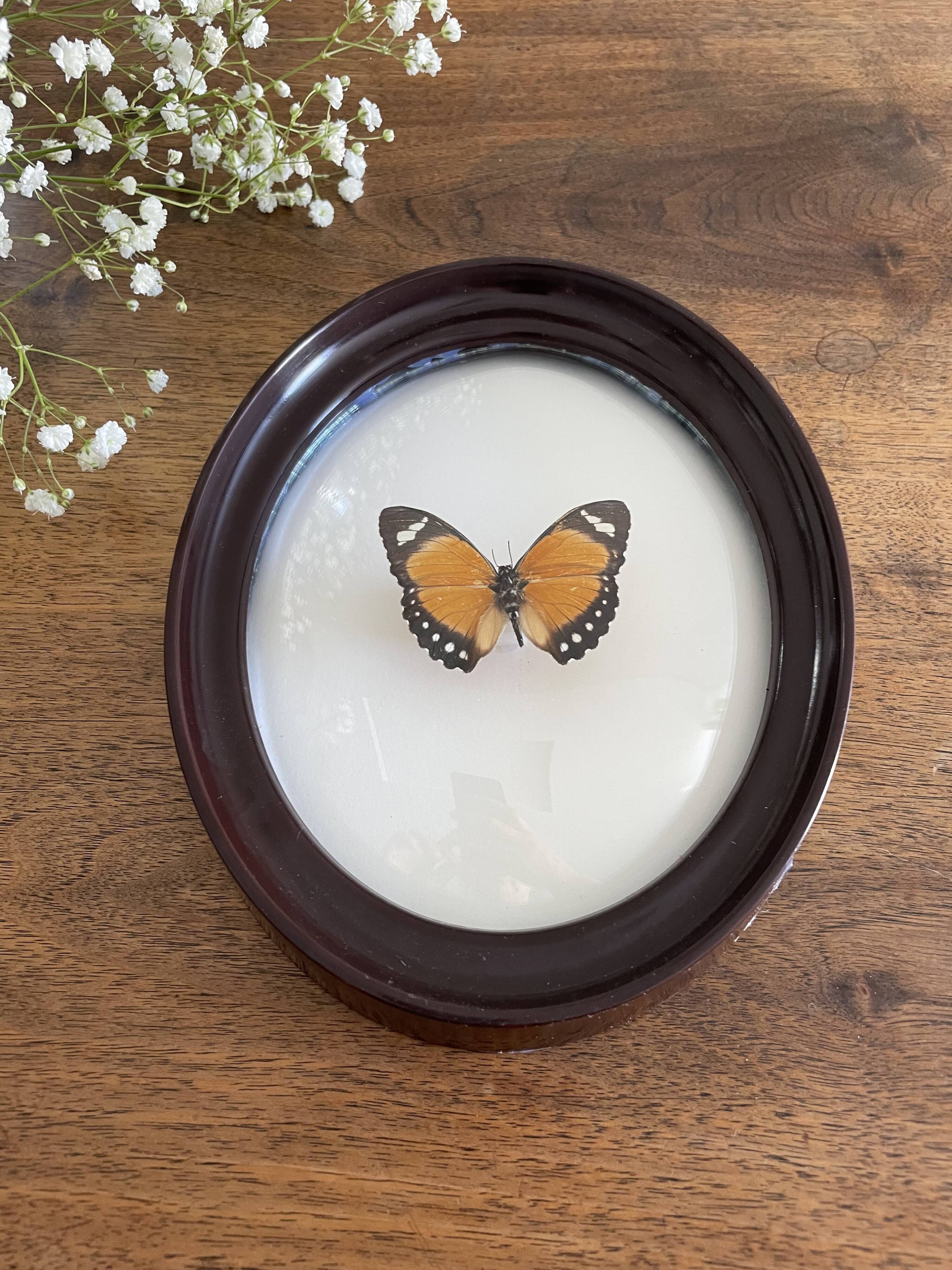 Butterfly frame naturalized curved glass