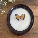 Butterfly frame naturalized curved glass