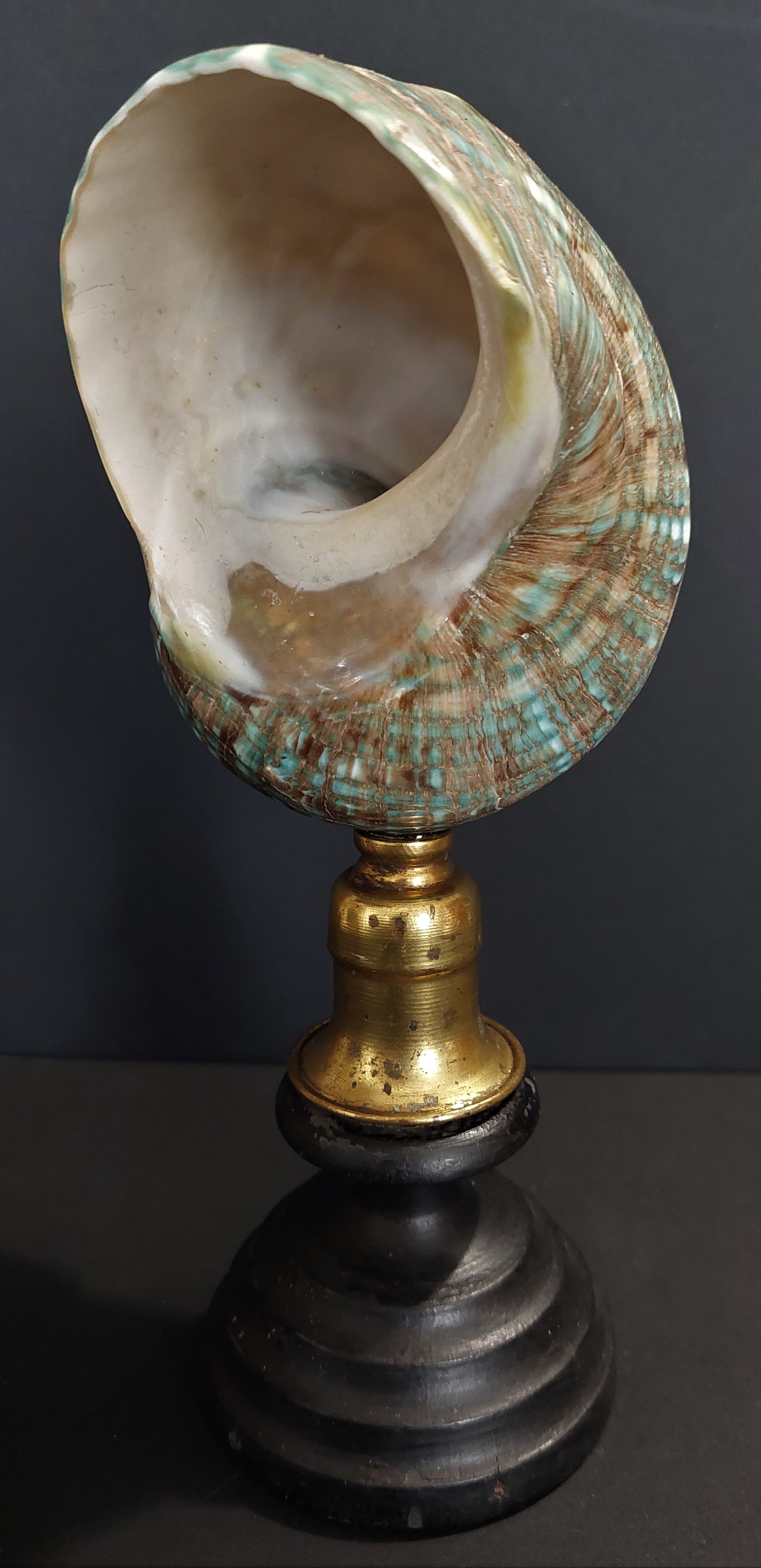 Cabinet of Curiosities shell turbo imperialis on base