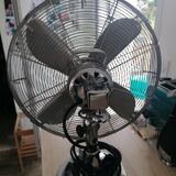 Fan Cinni year 50