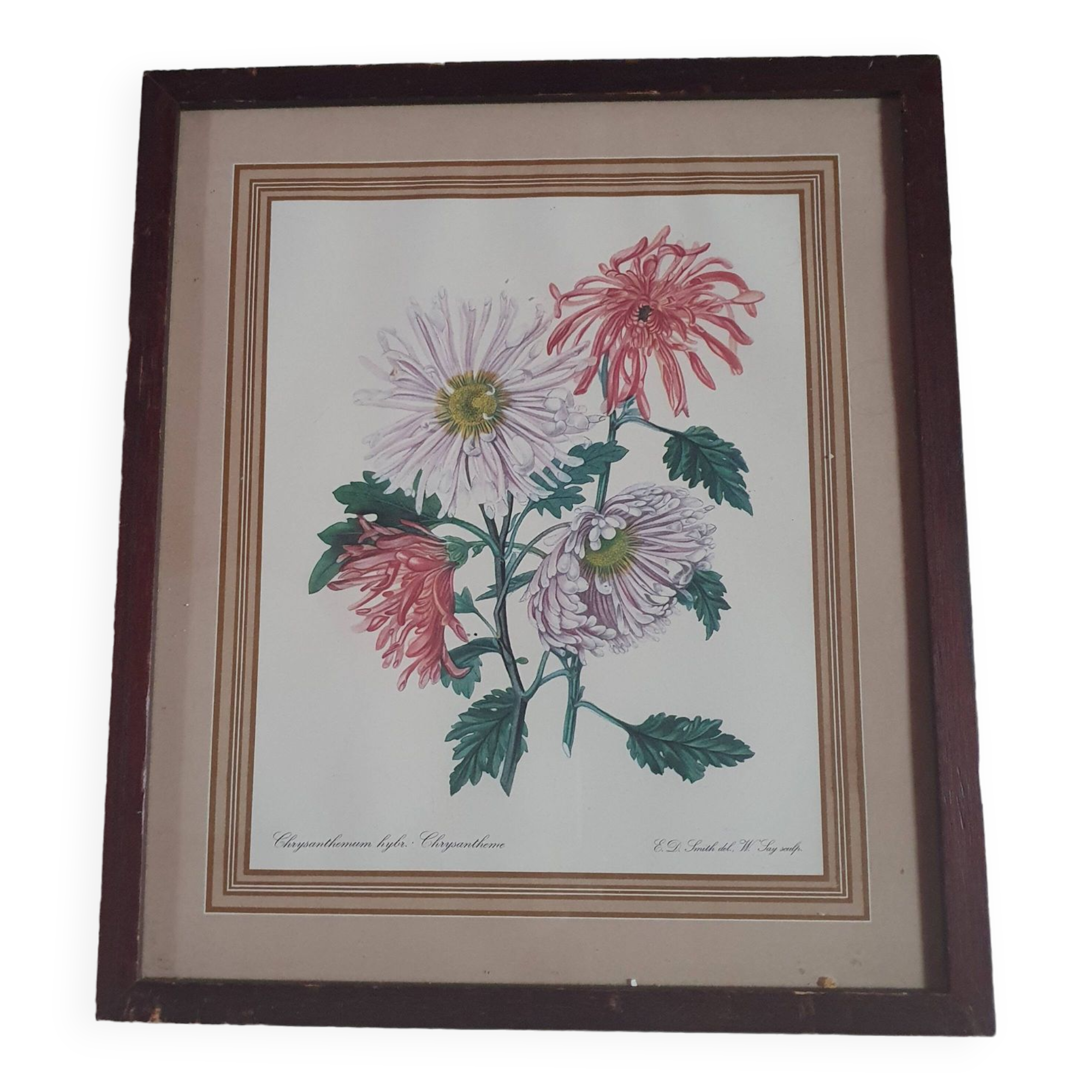 frame canvas poster vintage flowers chrysanthemim chrysanthemum ed smith deb w say scup