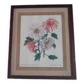 Planche botanique chrysanthème