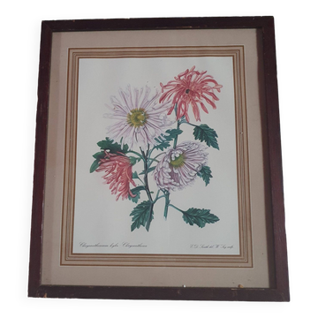 frame canvas poster vintage flowers chrysanthemim chrysanthemum ed smith deb w say scup
