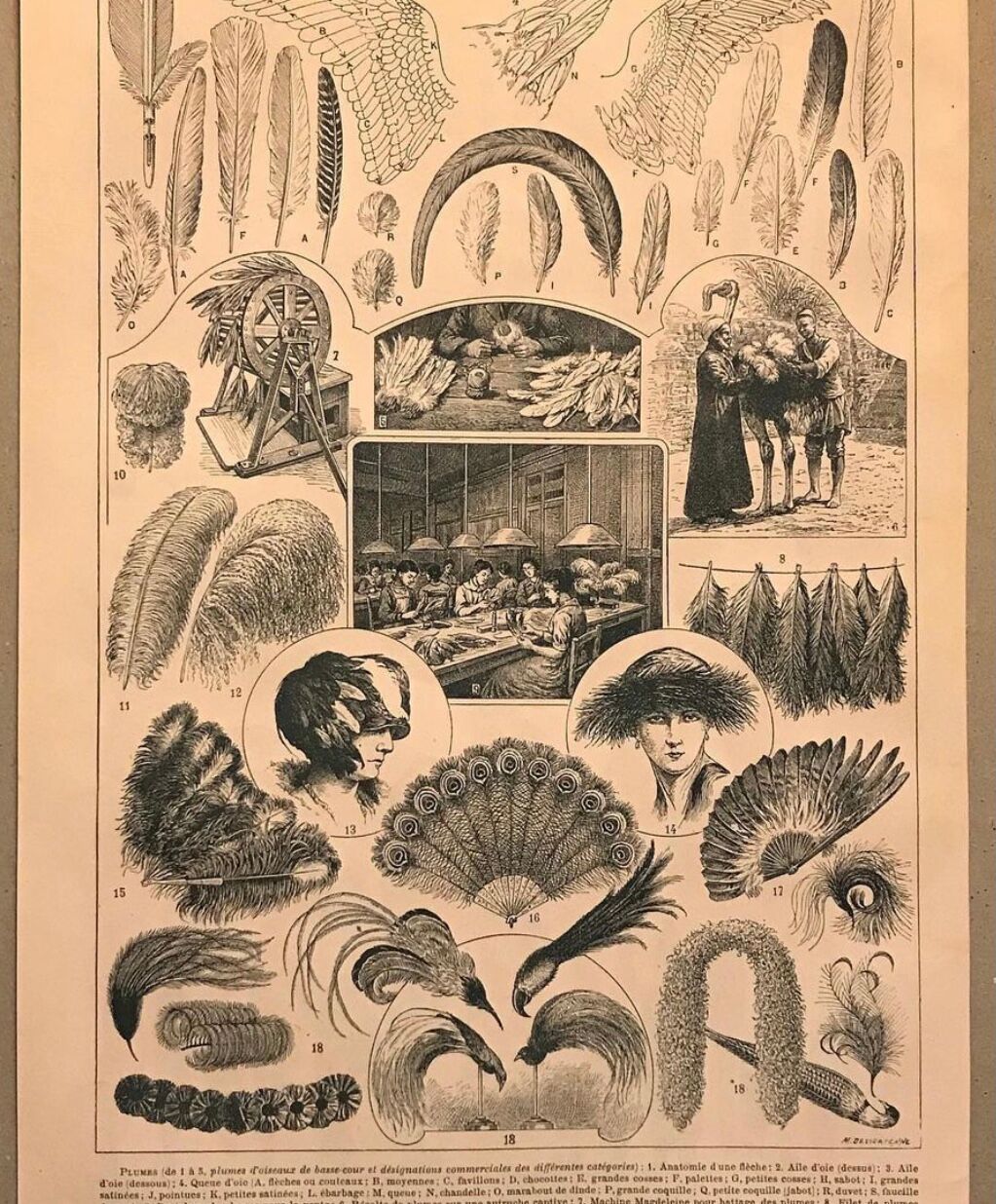 Original vintage board on feathers