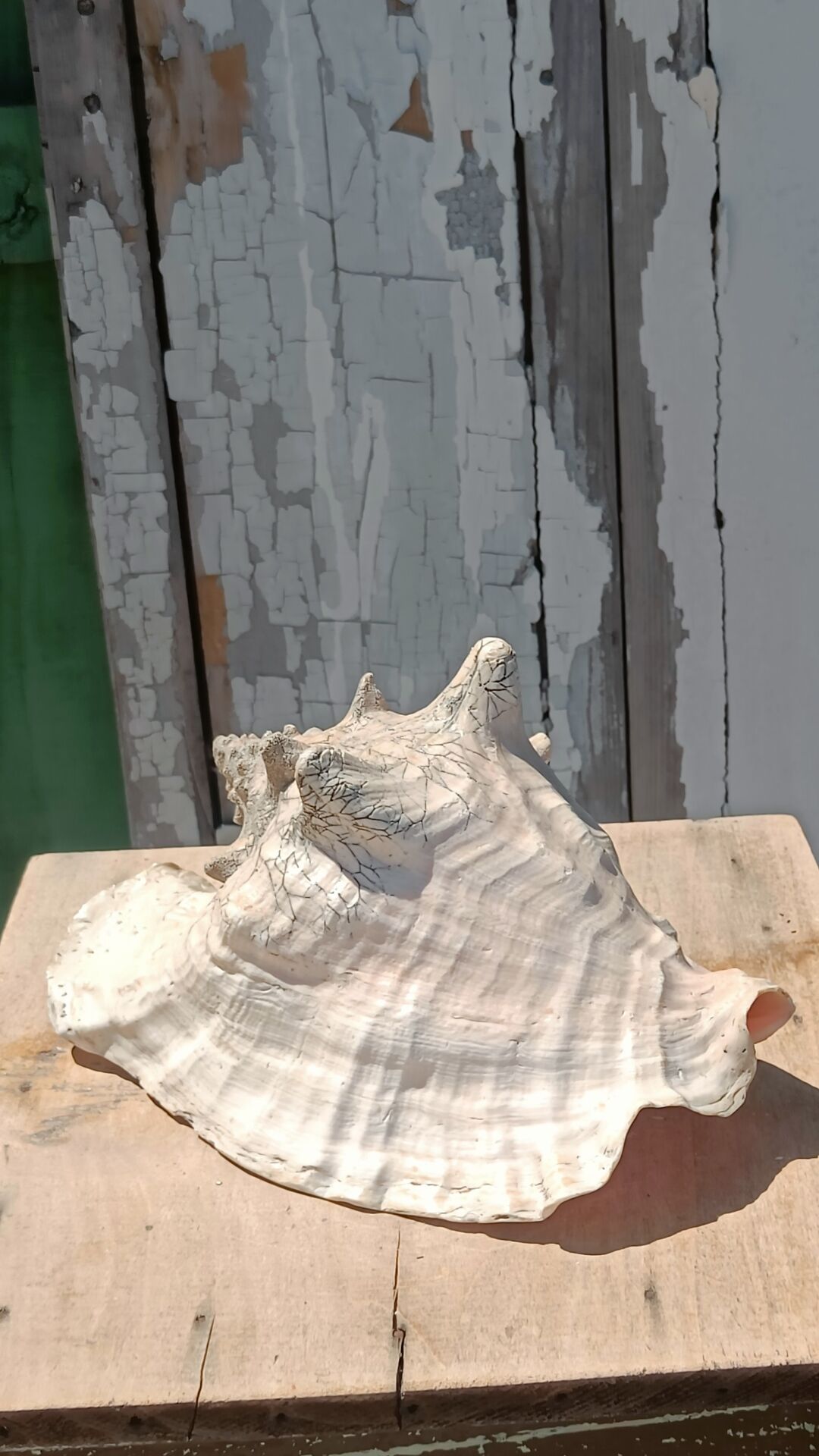 Coquillage conque  lambi