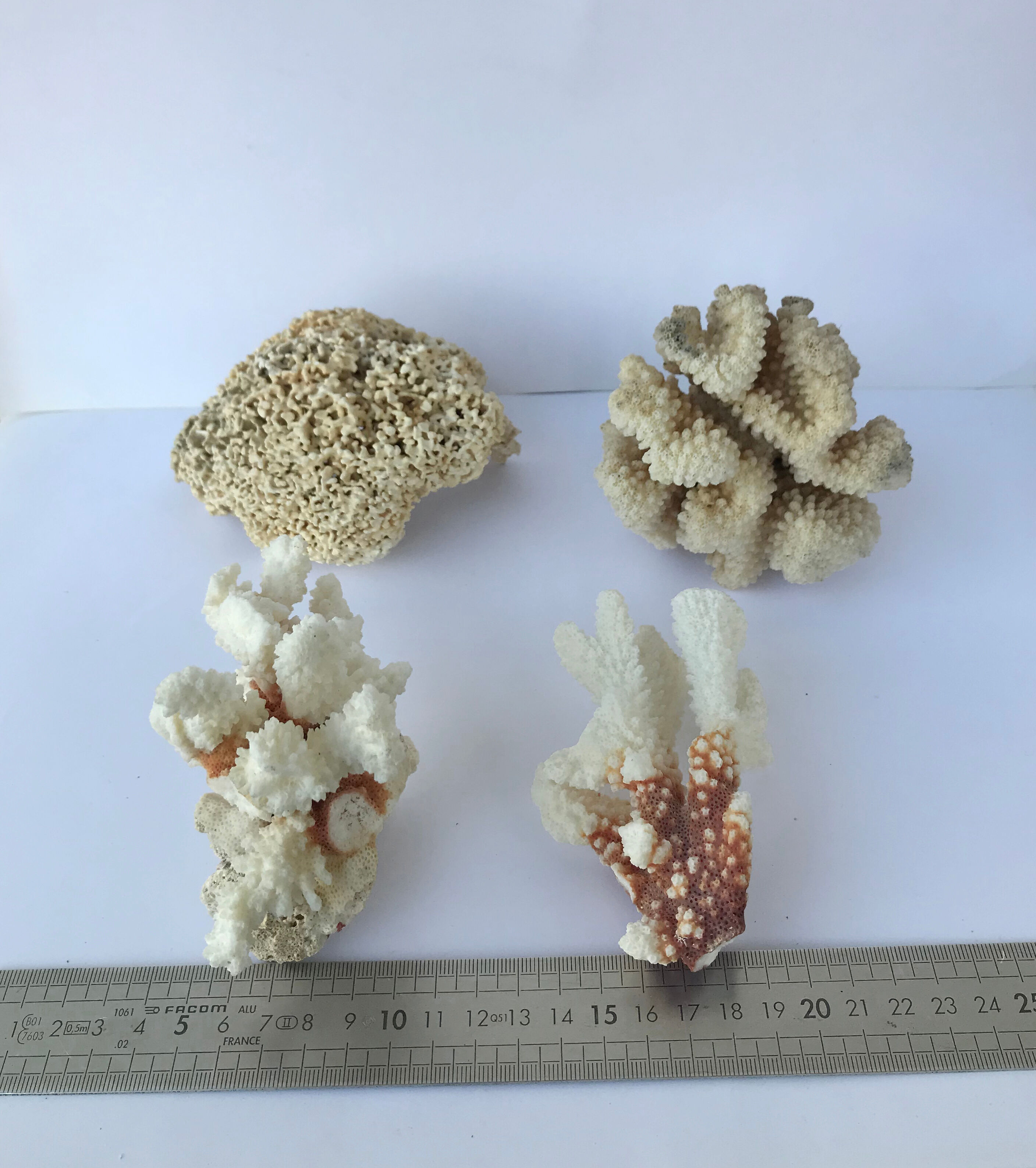 Set of 4 Pacific corals