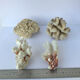 Set of 4 Pacific corals