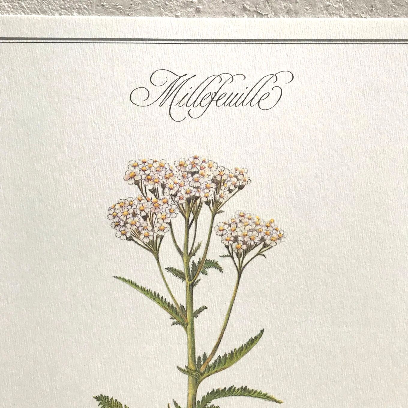 Botanical plate the Millefeuille