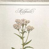 Planche botanique le Millefeuille