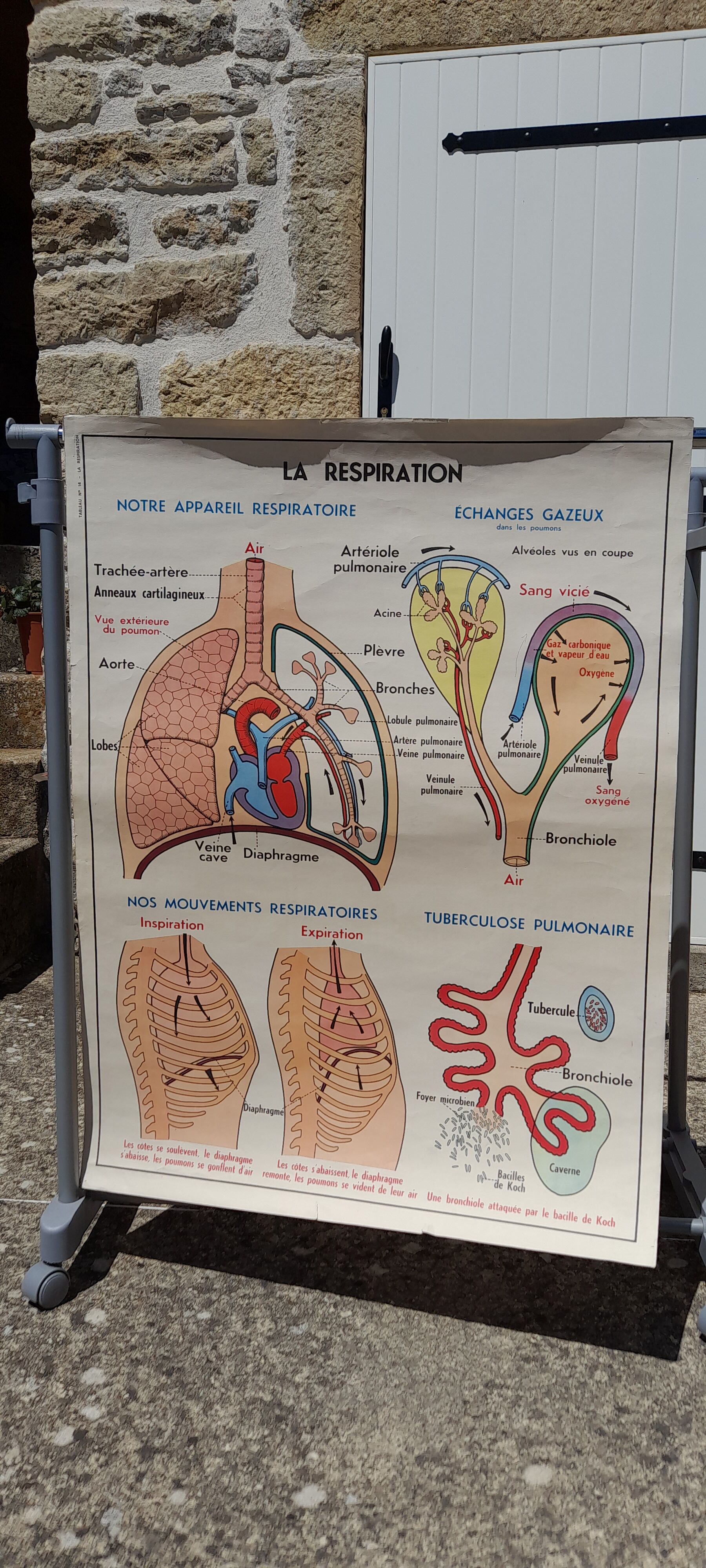 Anatomical school poster
