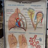 Anatomical school poster