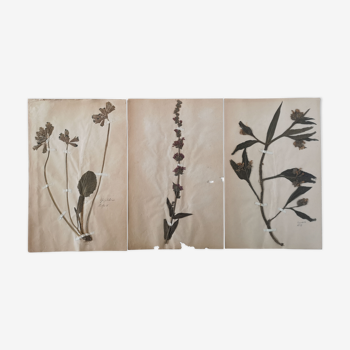 Herbarium boards