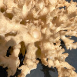 Ancient coral