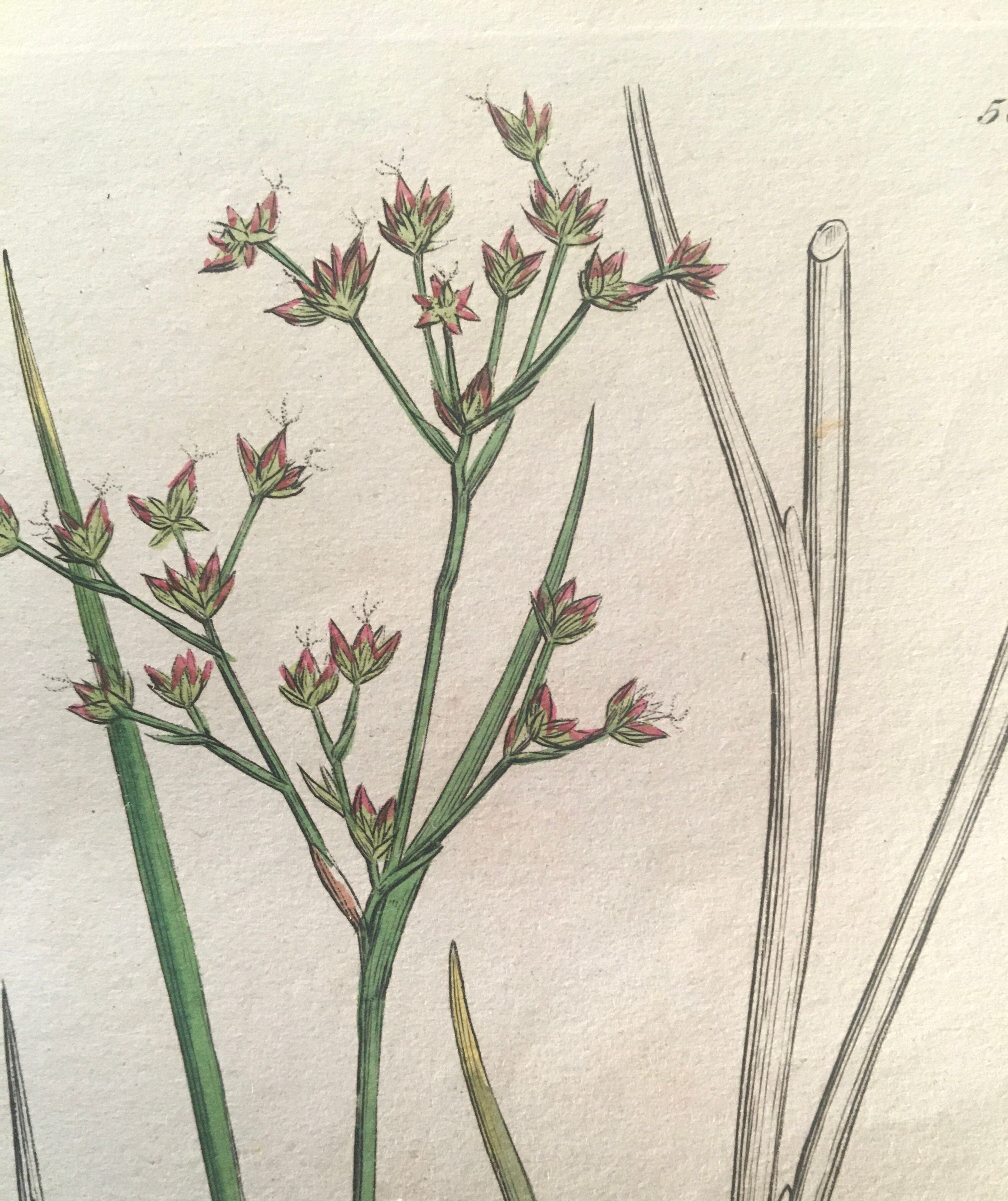 Three botanical plates published in 1809