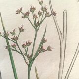 Three botanical plates published in 1809