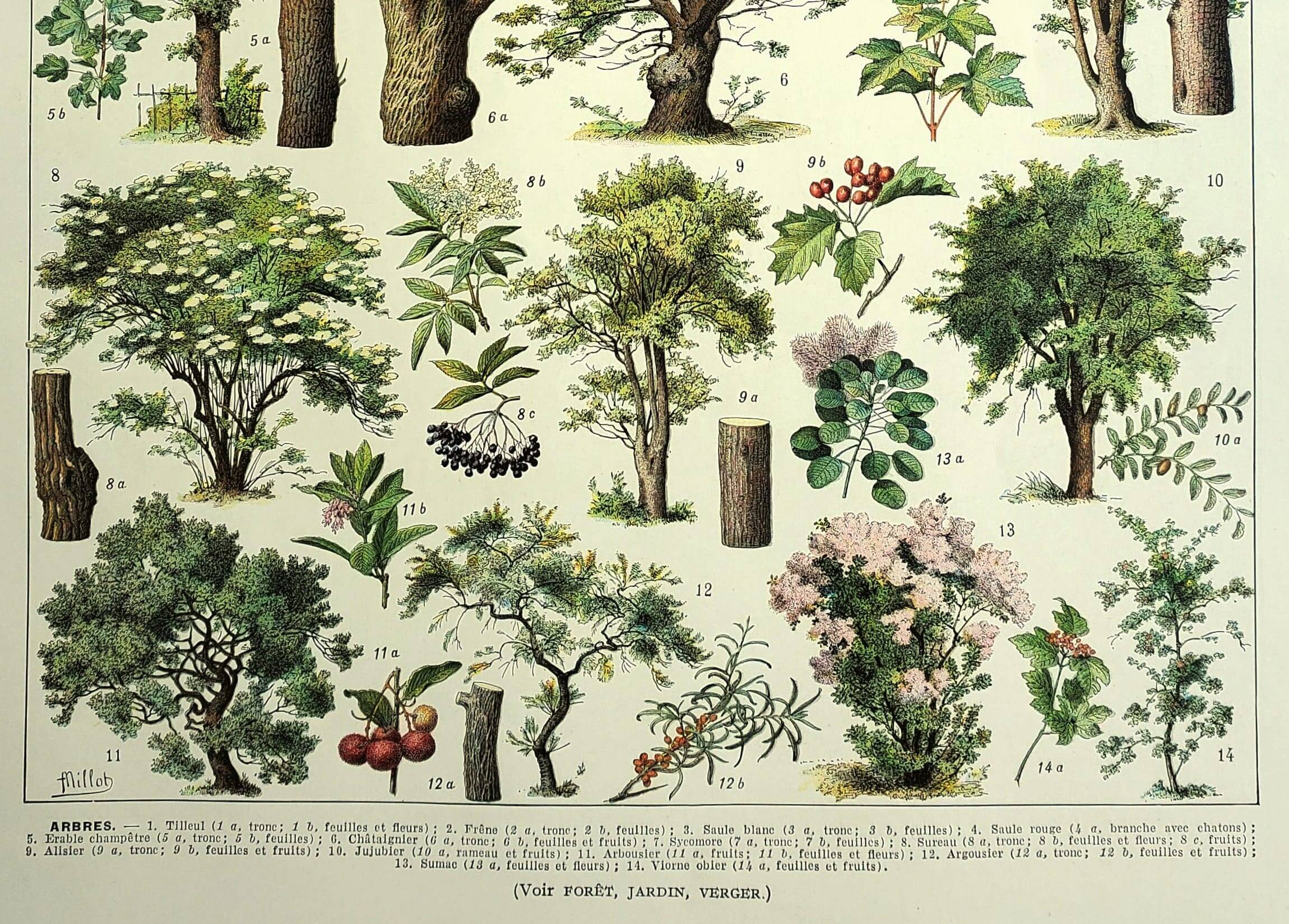 Botanical engraving 1928 A. Millot - Trees 2, bark, trunk, leaves