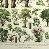 Botanical engraving 1928 A. Millot - Trees 2, bark, trunk, leaves