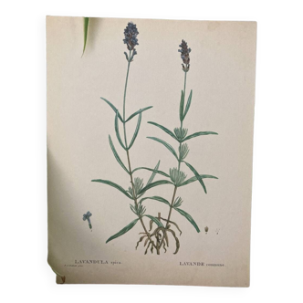 Botanical poster Lavender