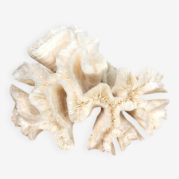 Branche de corail blanc 19cm