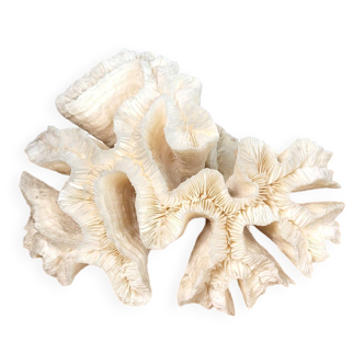 White coral branch 19cm
