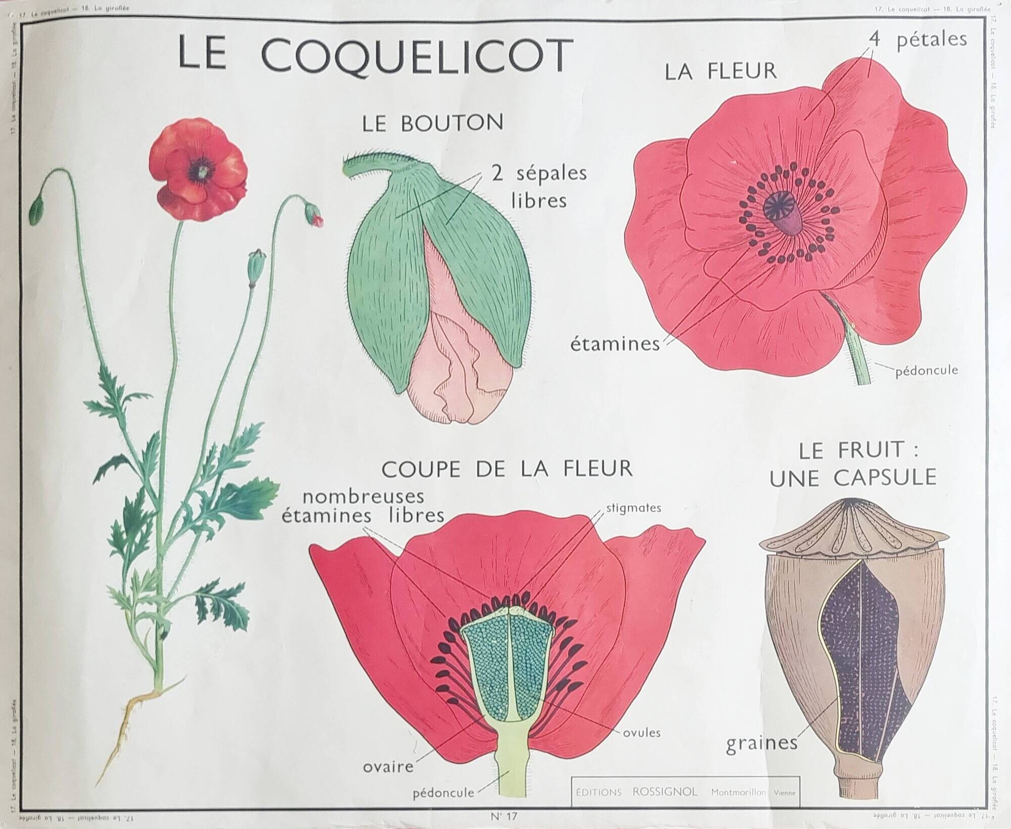 Double-sided educational poster Le Coquelicot - La Giroflée, Rossignol, 60s