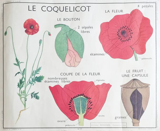 Affiche pédagogique double face Le Coquelicot - La Giroflée, Rossignol, années 60