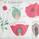 Double-sided educational poster Le Coquelicot - La Giroflée, Rossignol, 60s