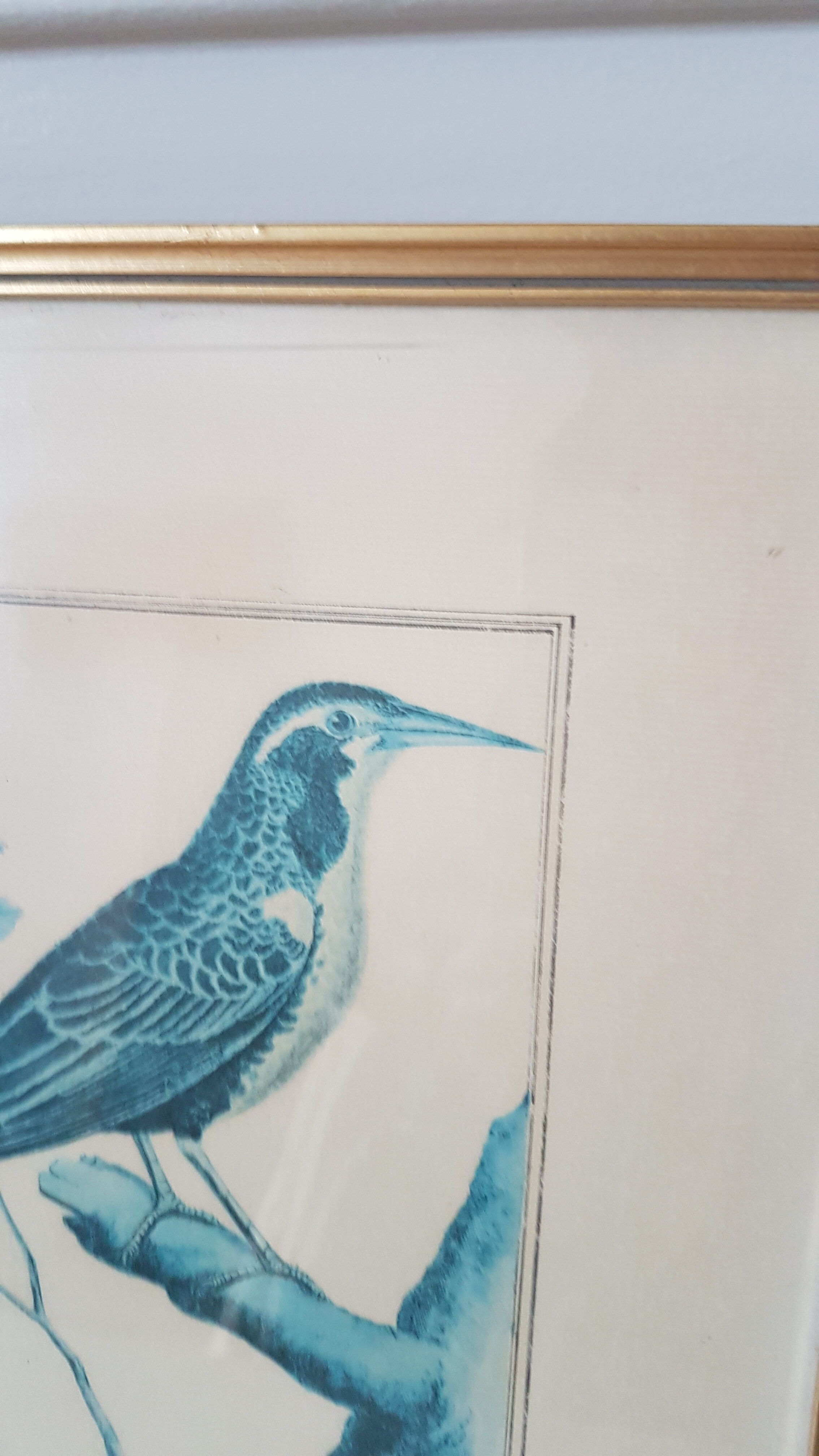 Framed bird engraving