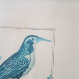 Framed bird engraving