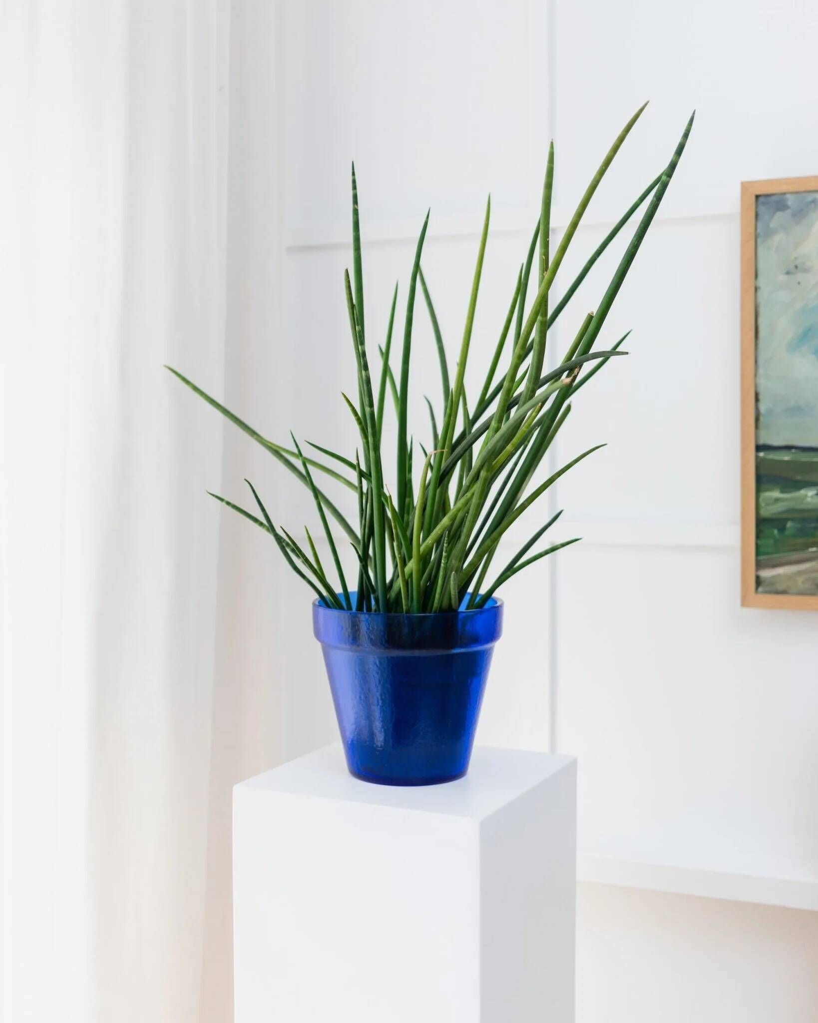 Large Vintage Deep Blue Glass Flower Pot with Textured Surface – Mid-Century Italian Glass, 1970s