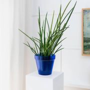 Large Vintage Deep Blue Glass Flower Pot with Textured Surface – Mid-Century Italian Glass, 1970s
