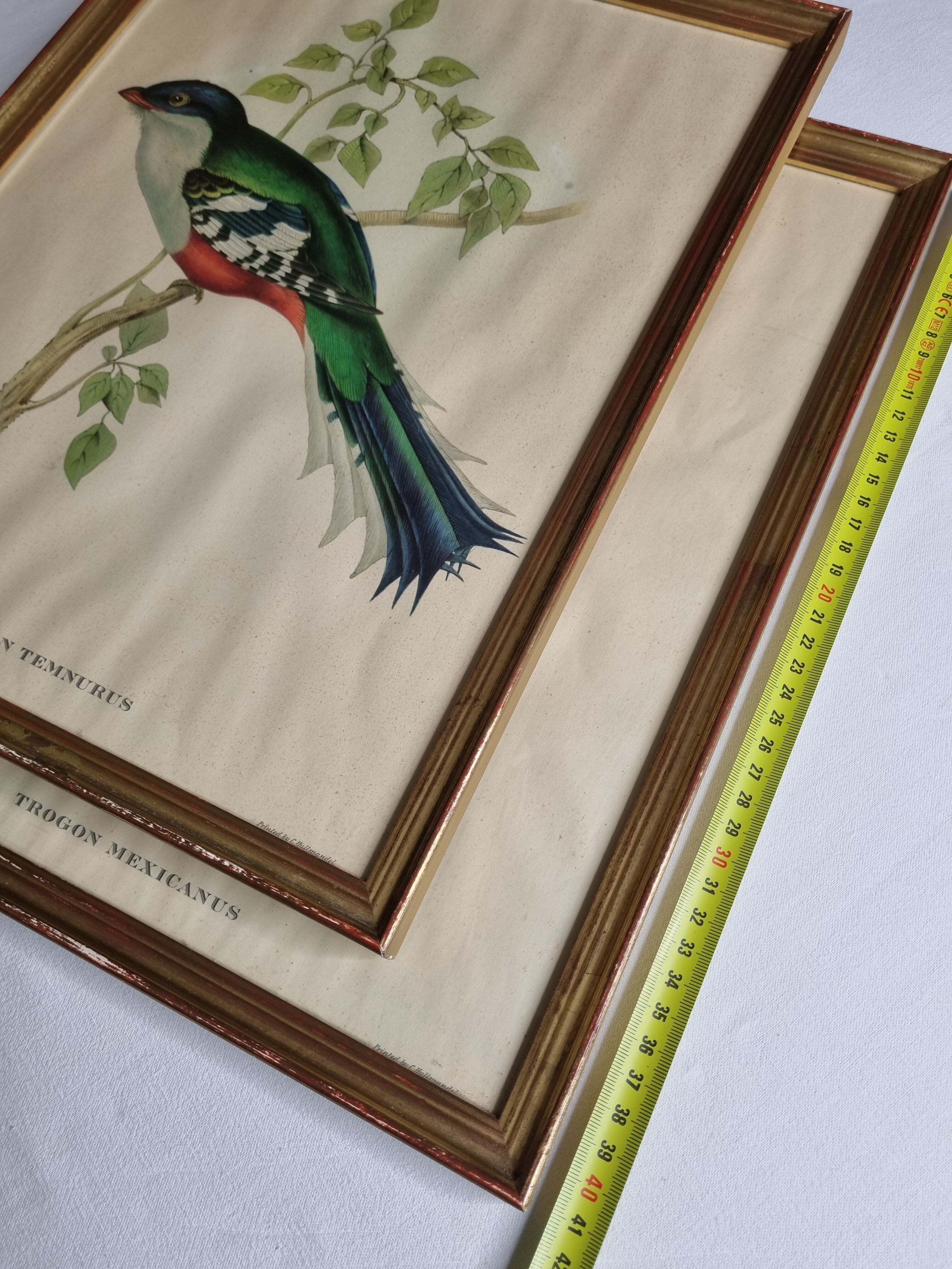 Two orthinological plates framed vintage, after J. & E. Gould (1955)