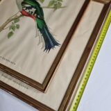 Two orthinological plates framed vintage, after J. & E. Gould (1955)