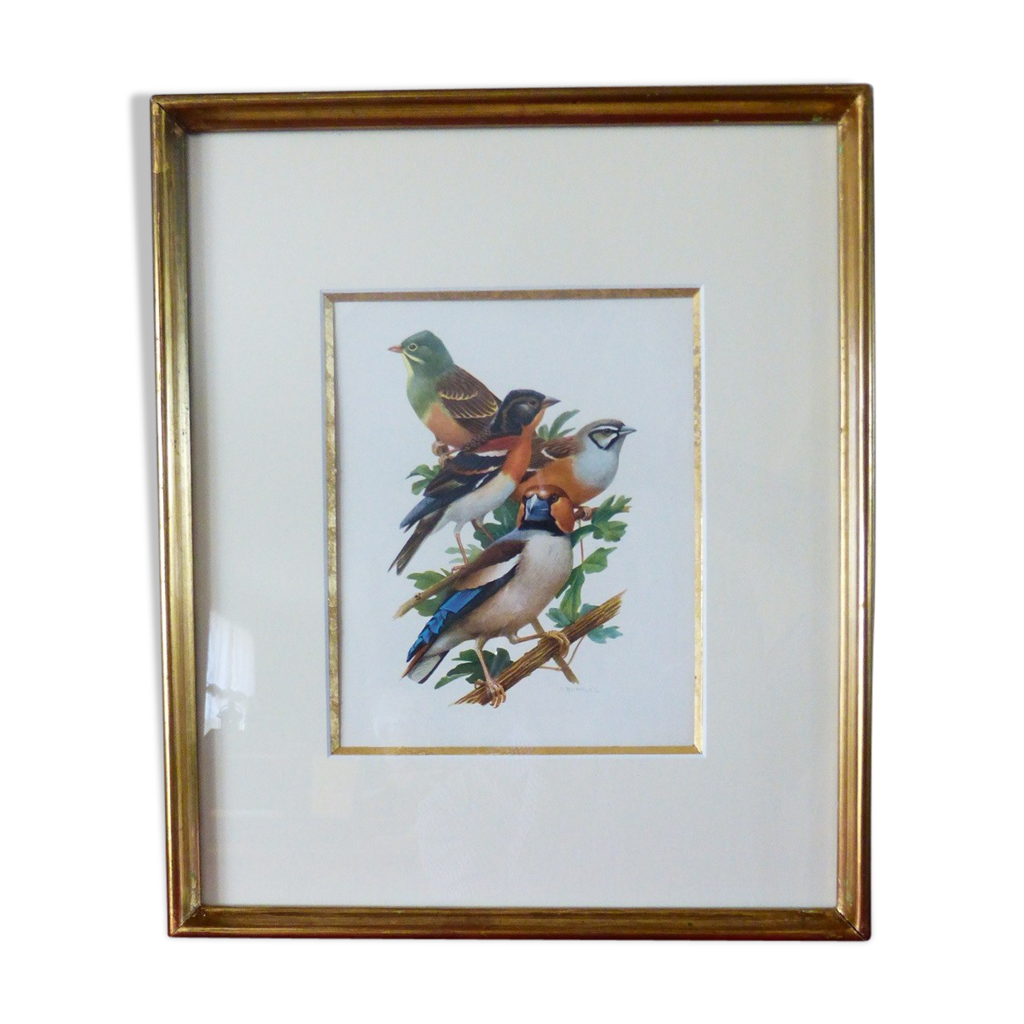 Birds collection Hepatior N ° 25