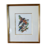 Birds collection Hepatior N ° 25