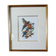 Birds collection Hepatior N ° 25