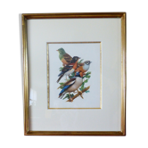 Birds collection Hepatior N ° 25