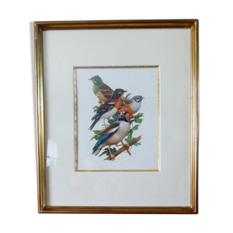 Birds collection Hepatior N ° 25