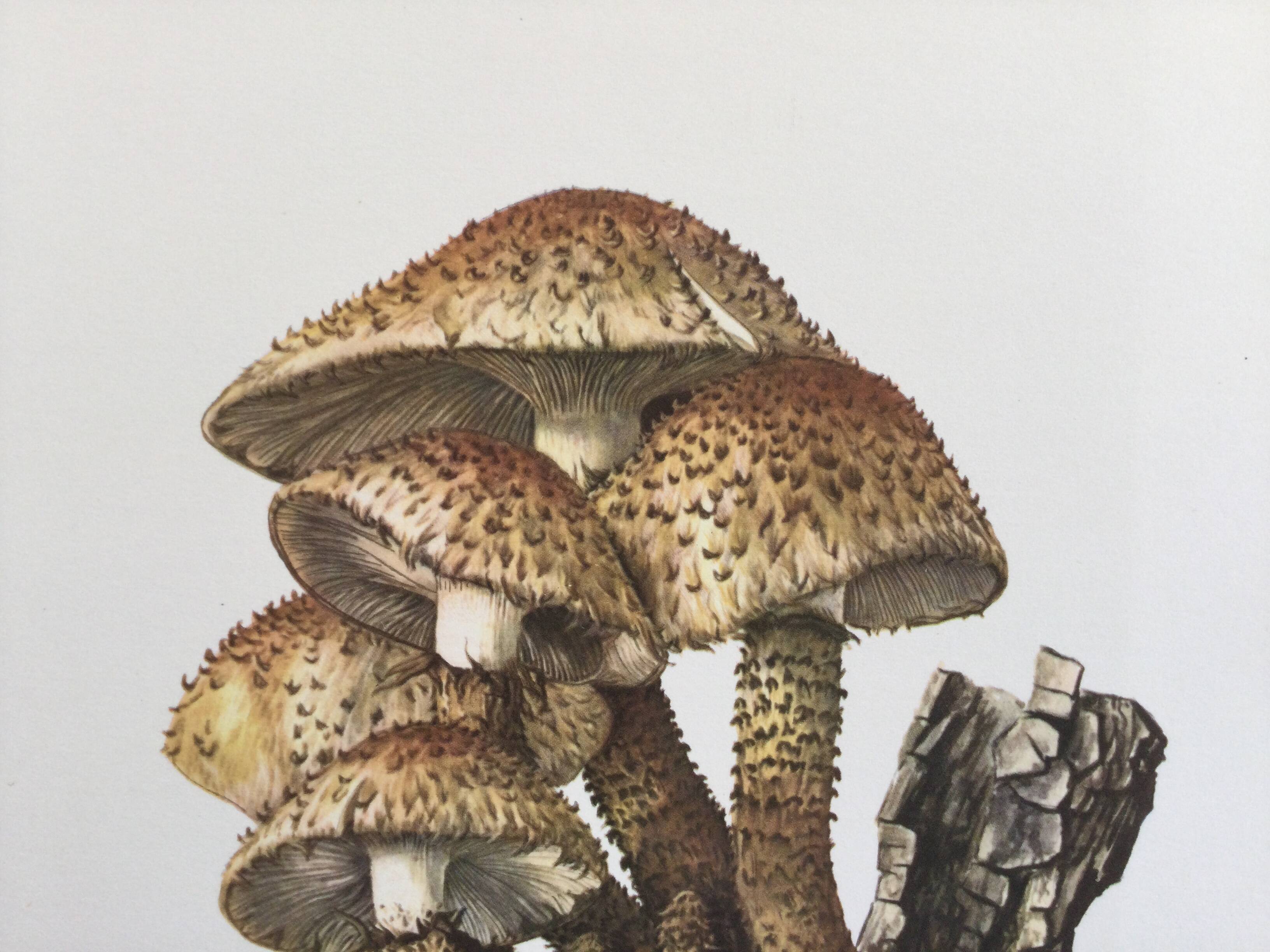 Botanical Illustration Mushrooms Pholiote Vintage Print 60s