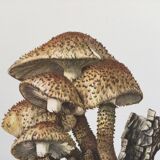 Illustration botanique Champignons Pholiote Impression Vintage des années 60