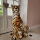 Ceramic sculpture tiger Modern Art Capodimonte