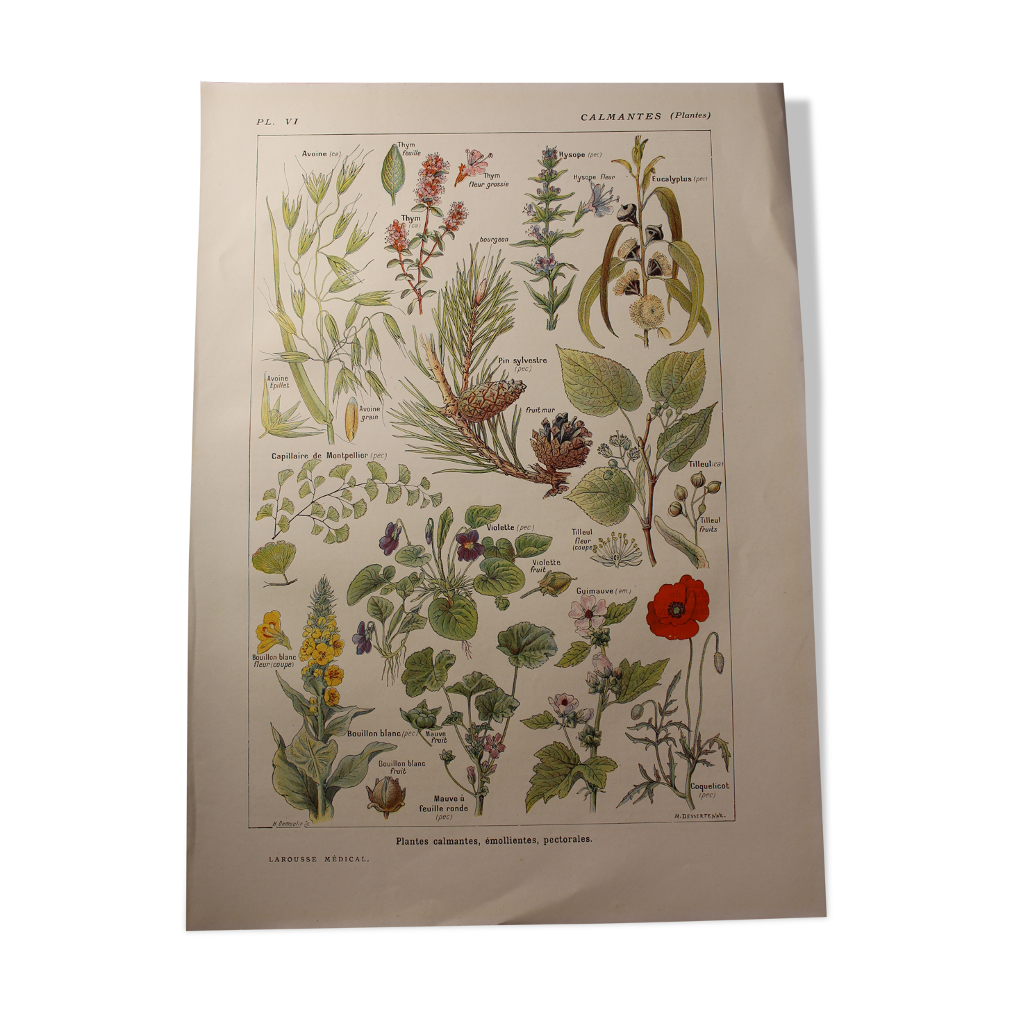 Botanical plank - plant - Calming